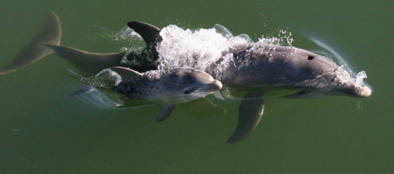 Hayvanlar aleminde anneler ve yavruları