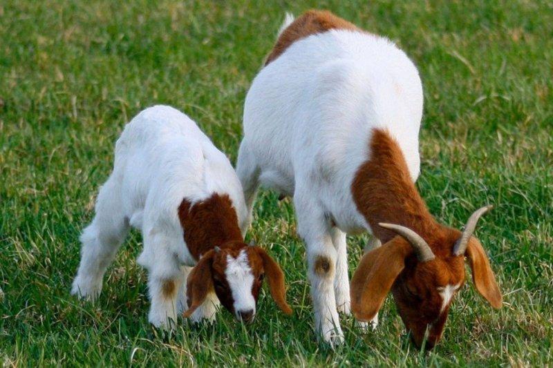 Hayvanlar aleminde anneler ve yavruları