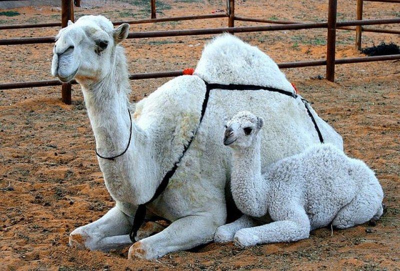 Hayvanlar aleminde anneler ve yavruları