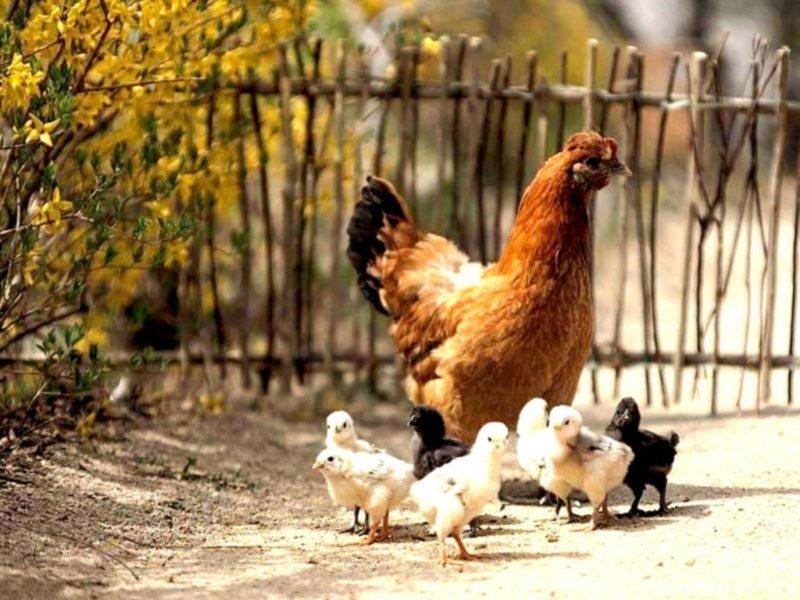 Hayvanlar aleminde anneler ve yavruları