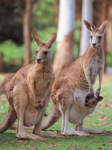 Hayvanlar aleminde anneler ve yavruları