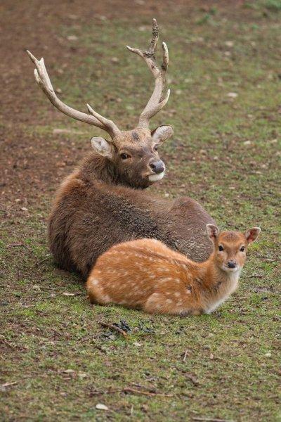 Hayvanlar aleminde anneler ve yavruları