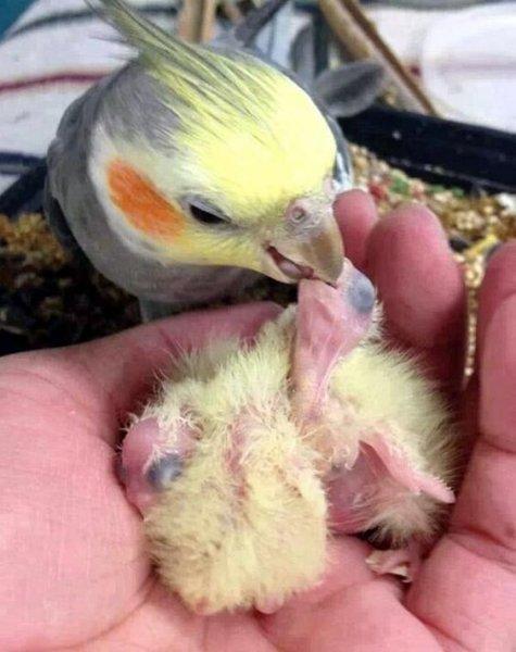 Hayvanlar aleminde anneler ve yavruları