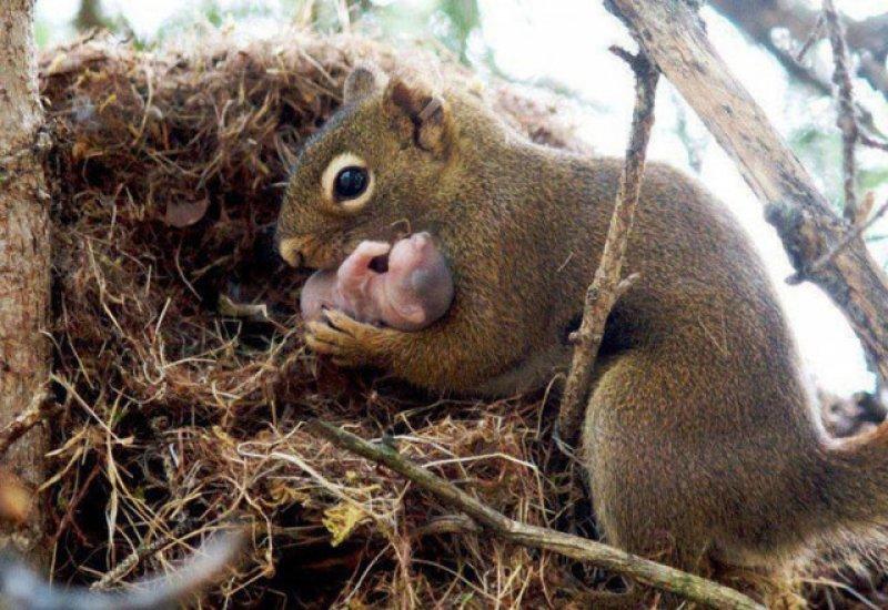 Hayvanlar aleminde anneler ve yavruları