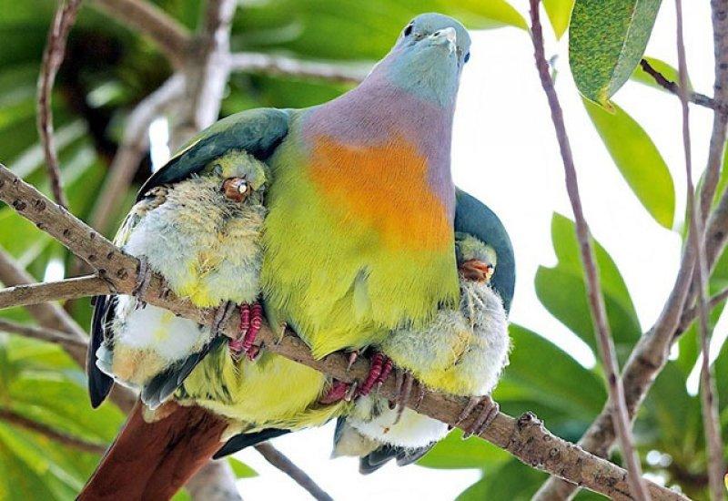Hayvanlar aleminde anneler ve yavruları