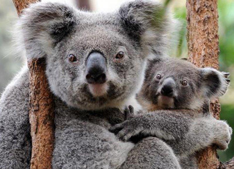 Hayvanlar aleminde anneler ve yavruları