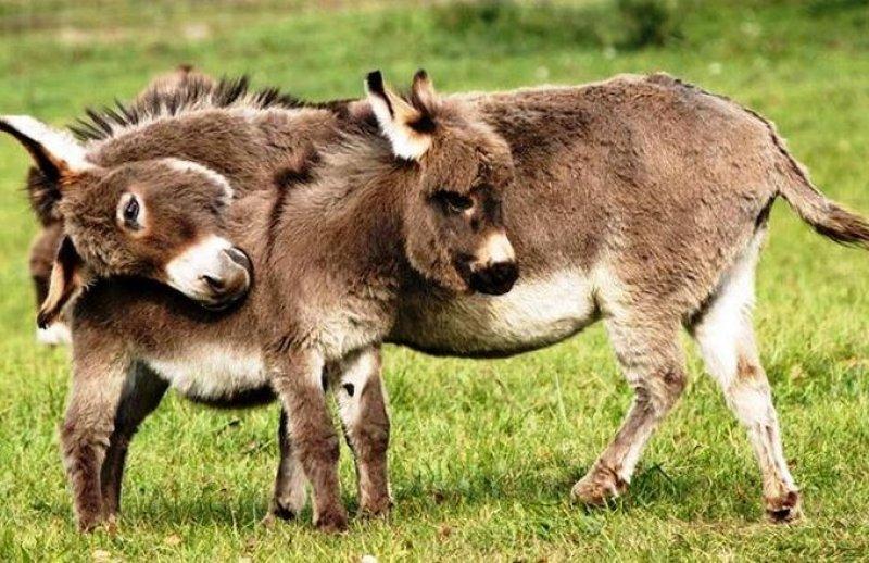 Hayvanlar aleminde anneler ve yavruları