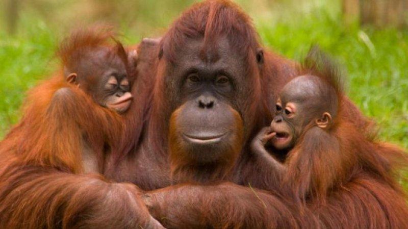 Hayvanlar aleminde anneler ve yavruları