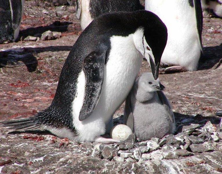 Hayvanlar aleminde anneler ve yavruları