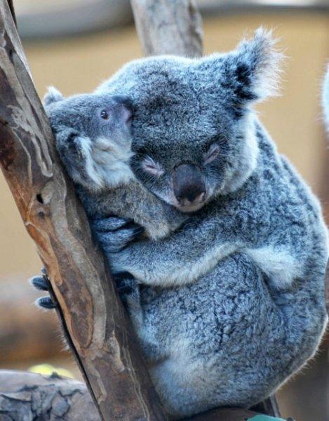 Hayvanlar aleminde anneler ve yavruları