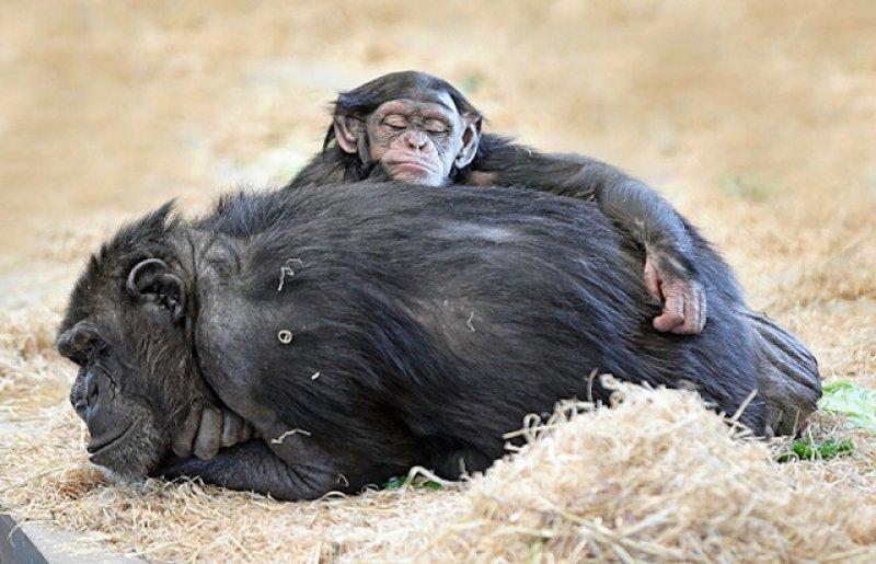 Hayvanlar aleminde anneler ve yavruları