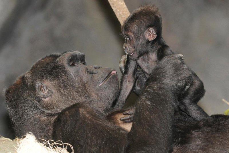 Hayvanlar aleminde anneler ve yavruları