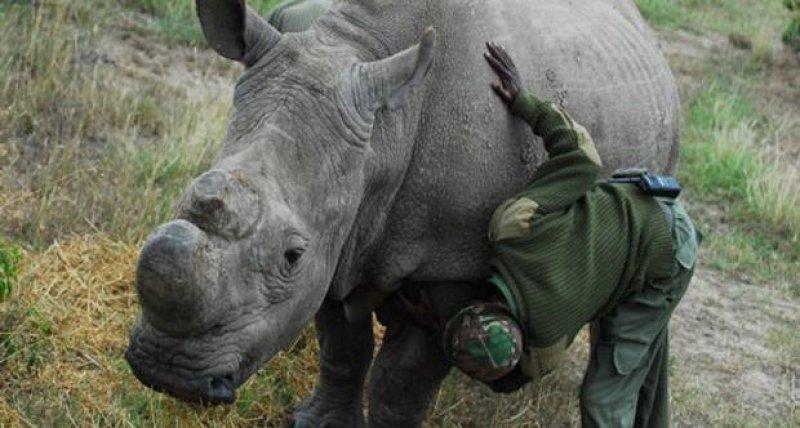 Son beyaz gergedana askeri koruma
