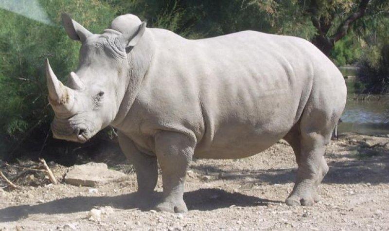 Son beyaz gergedana askeri koruma