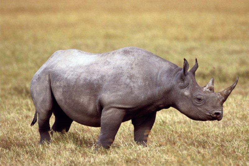 Son beyaz gergedana askeri koruma