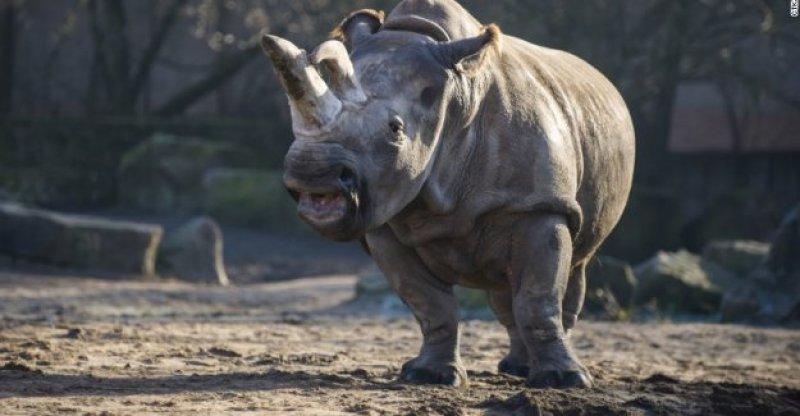 Son beyaz gergedana askeri koruma