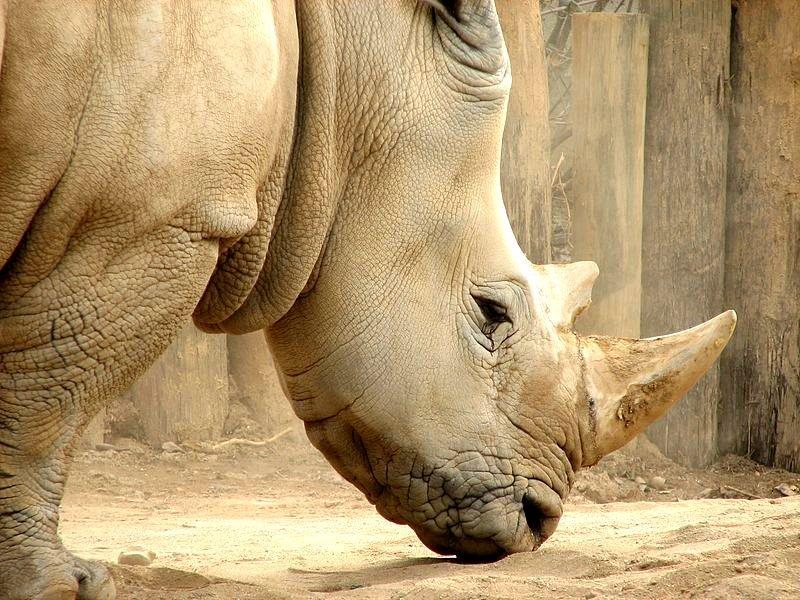Son beyaz gergedana askeri koruma