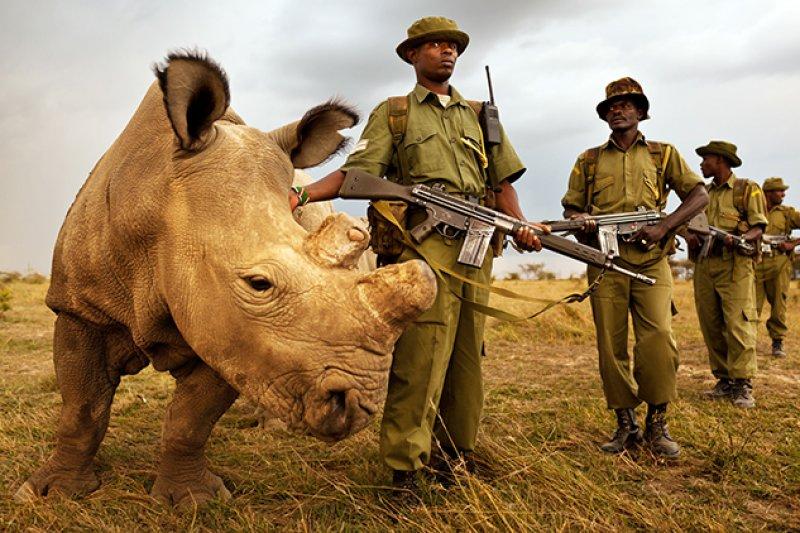 Son beyaz gergedana askeri koruma