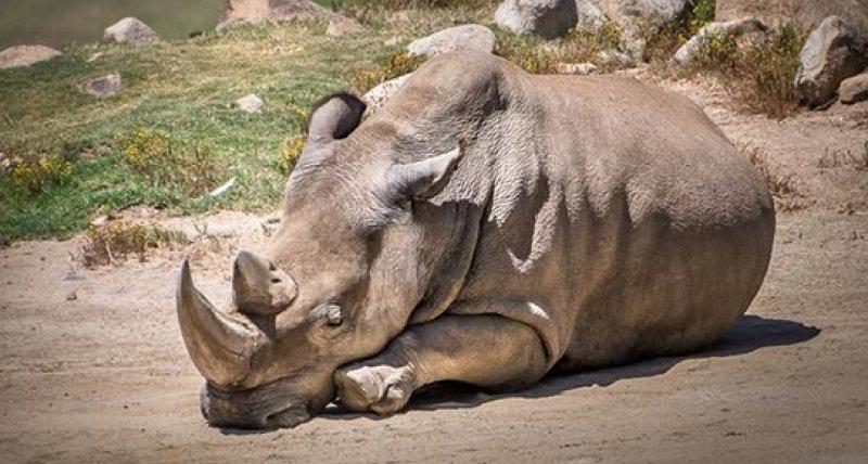 Son beyaz gergedana askeri koruma