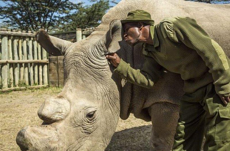 Son beyaz gergedana askeri koruma