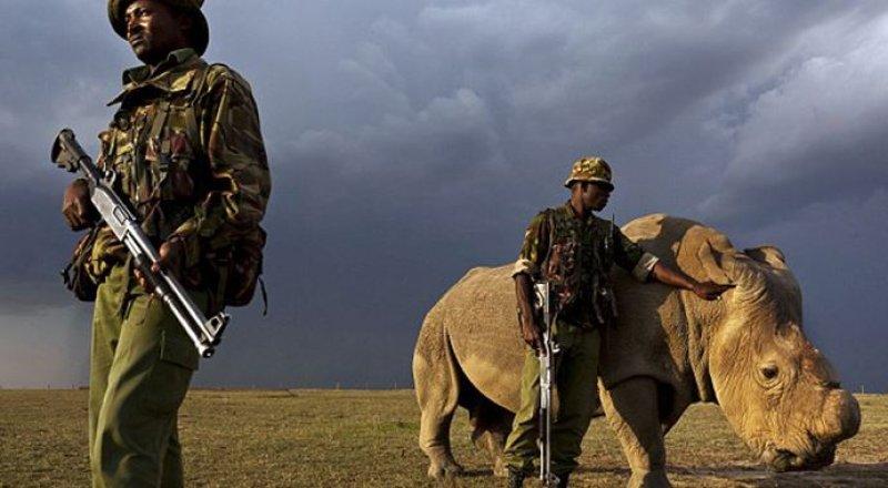 Son beyaz gergedana askeri koruma