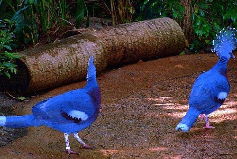 Dünyanın en büyük güvercini: Victoria taç güvercini