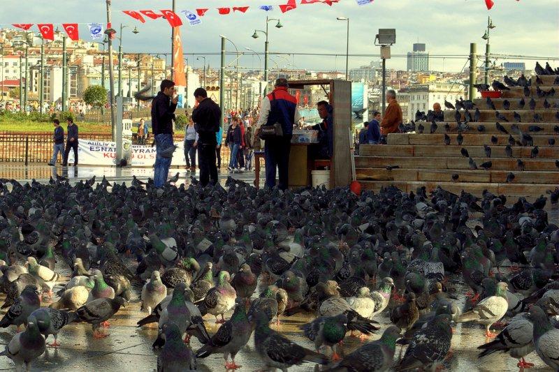 Dünyanın en büyük güvercini: Victoria taç güvercini