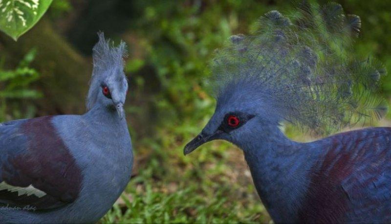 Dünyanın en büyük güvercini: Victoria taç güvercini