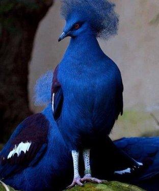 Dünyanın en büyük güvercini: Victoria taç güvercini