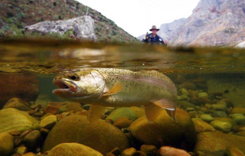 Muhteşem su altı fotoğrafları