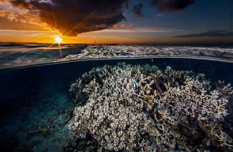 Muhteşem su altı fotoğrafları
