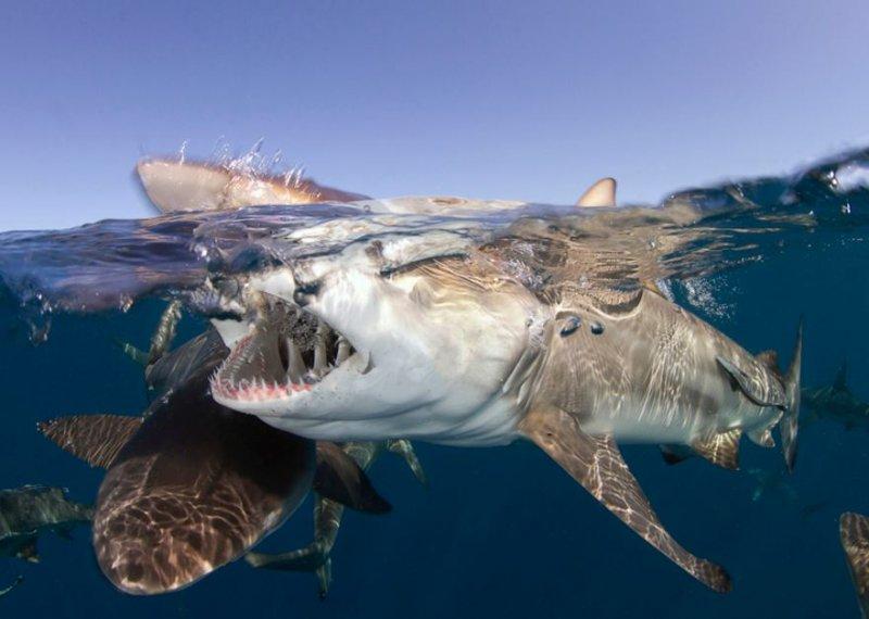 Muhteşem su altı fotoğrafları