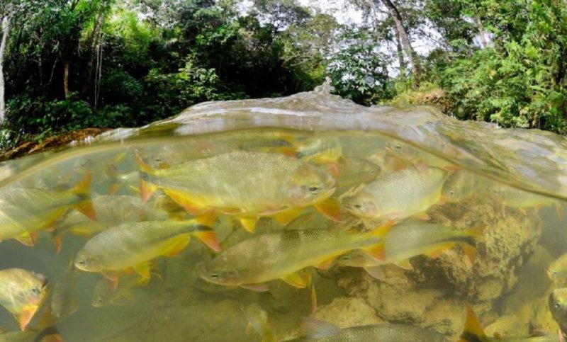 Muhteşem su altı fotoğrafları