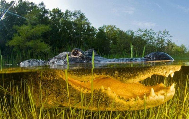 Muhteşem su altı fotoğrafları