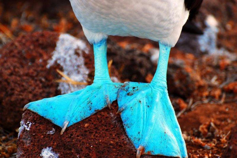 Maviyi ayaklarında taşıyan kuşlar  