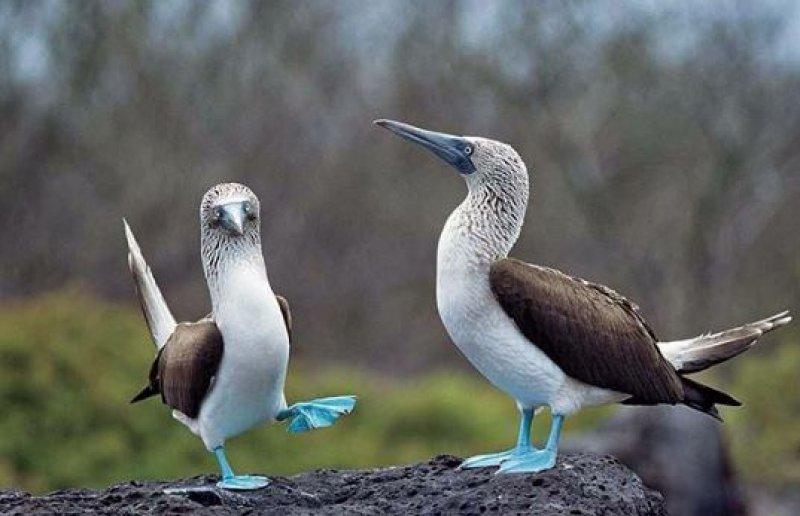 Maviyi ayaklarında taşıyan kuşlar  