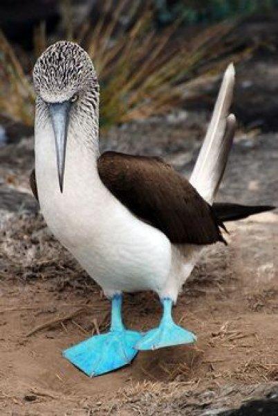 Maviyi ayaklarında taşıyan kuşlar  