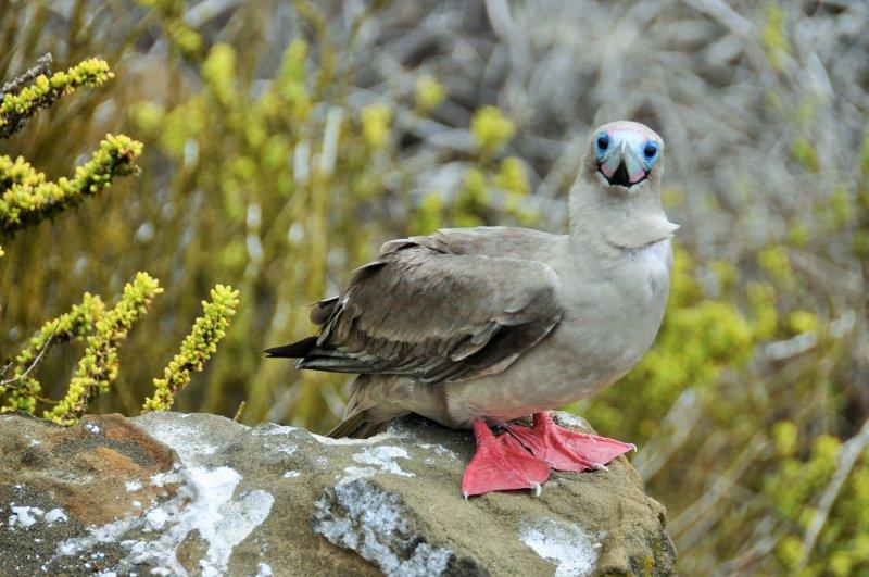Maviyi ayaklarında taşıyan kuşlar  