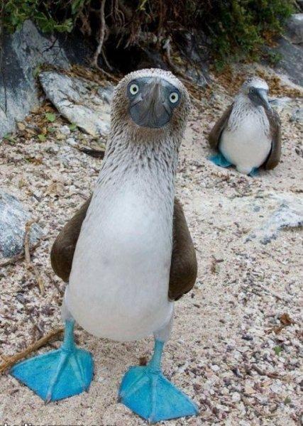 Maviyi ayaklarında taşıyan kuşlar  