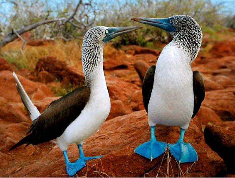 Maviyi ayaklarında taşıyan kuşlar  