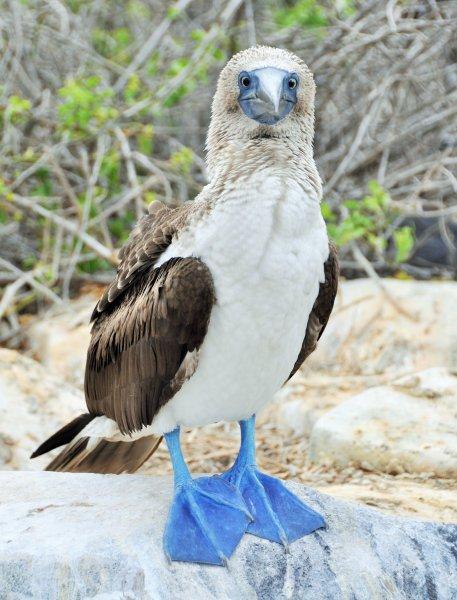 Maviyi ayaklarında taşıyan kuşlar  