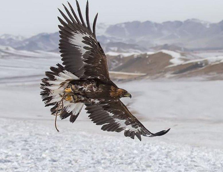 Moğolistan'da altın kartal festivali başladı 