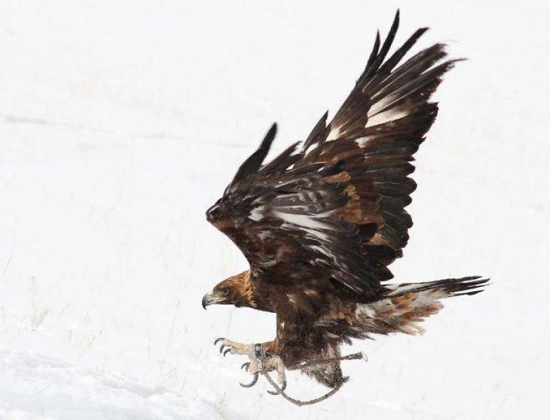 Moğolistan'da altın kartal festivali başladı 