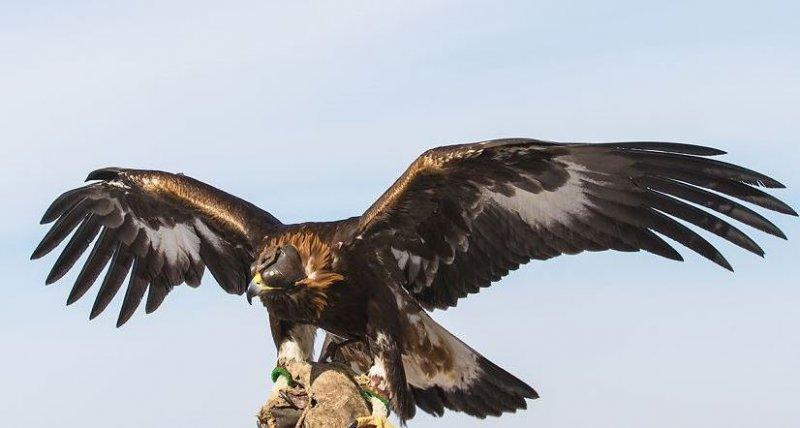 Moğolistan'da altın kartal festivali başladı 