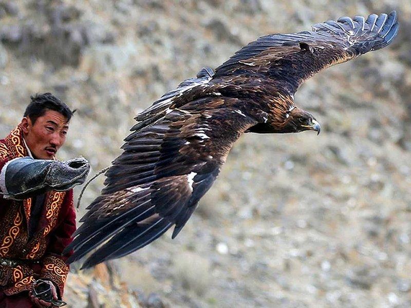 Moğolistan'da altın kartal festivali başladı 