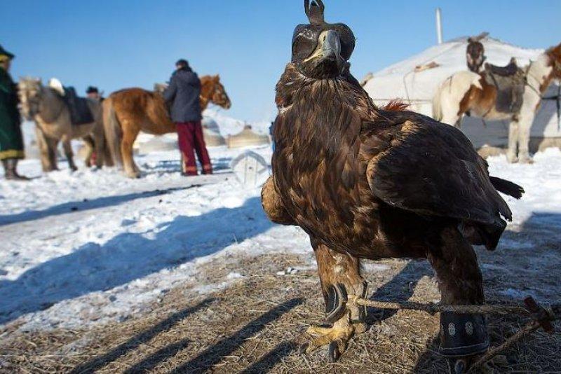 Moğolistan'da altın kartal festivali başladı 