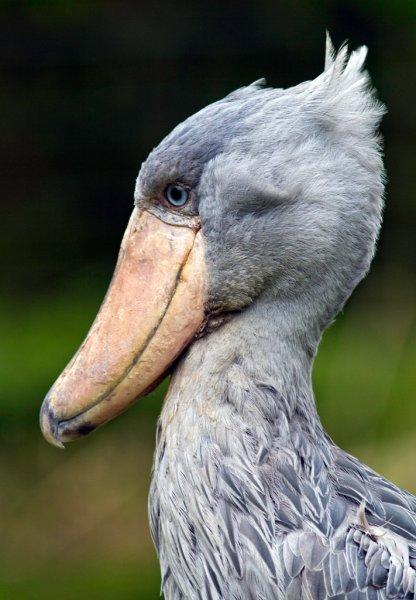 Pabuç gagalı leylek diğer kuşlara fark attı