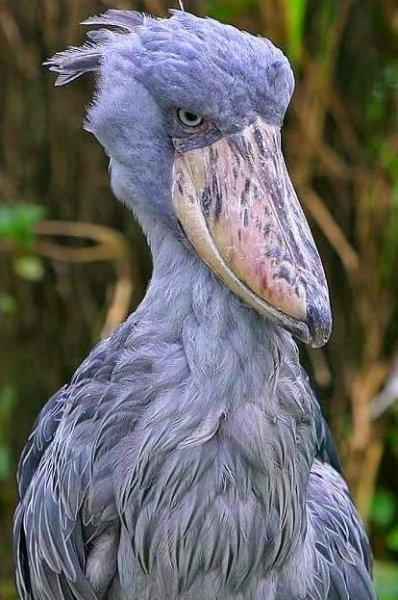 Pabuç gagalı leylek diğer kuşlara fark attı