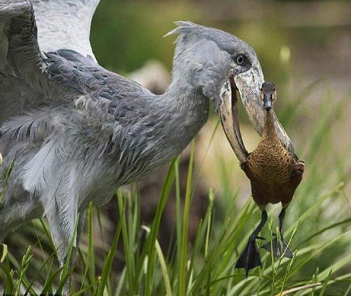 Pabuç gagalı leylek diğer kuşlara fark attı