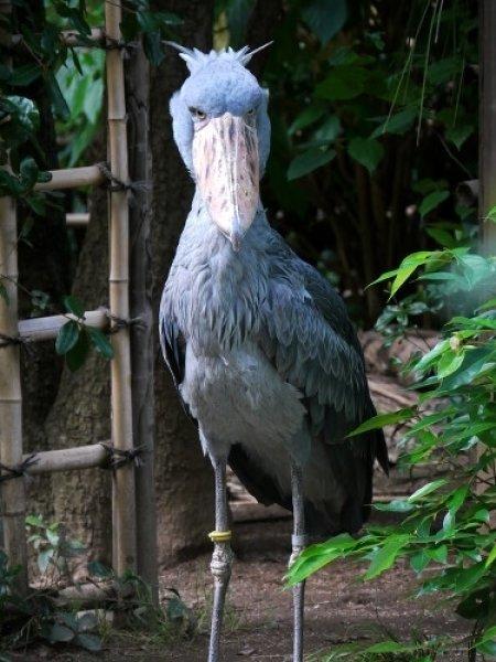 Pabuç gagalı leylek diğer kuşlara fark attı